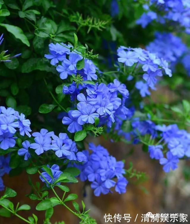 养护|夏天养上3种清凉花,越热越疯狂,看着就清爽!