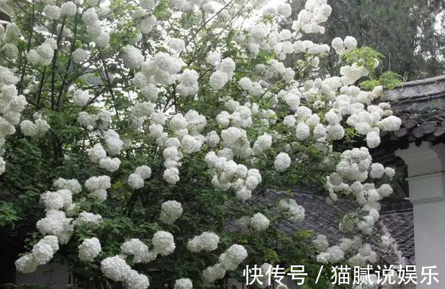 这9种花园，随便1个都美上天了，有一种这辈子就满足了！