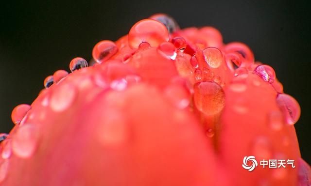 张张都美！重庆雨后花朵娇艳欲滴 朵朵惹人醉