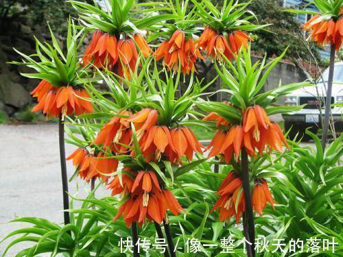 本草述|女性坚持吃此“止咳花”，防乳癌治疗感冒，缓解咳嗽，远离妇科病