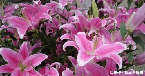 养花不开花,啥都不用学,就会用这些水浇花