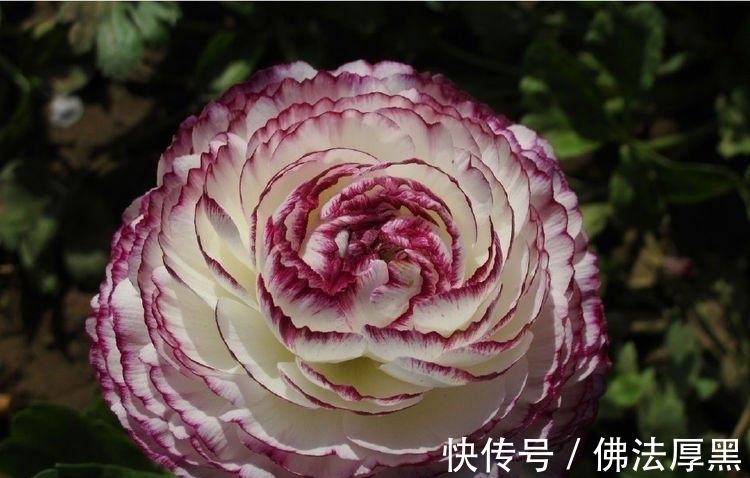 4种花自带财运，好养易活不招虫，开花漂亮花期长，谁养谁喜欢