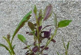 观音苋|长得河边的“它”,“降压”有奇效,只需嚼2片,血压降下来!