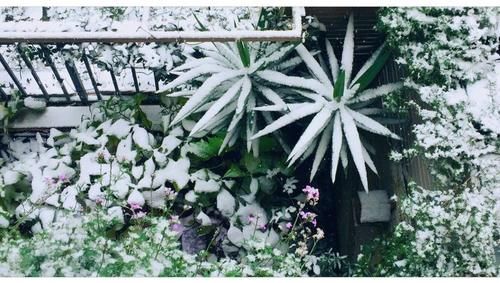 30㎡阳台改造的植物花园，网友直呼：这是我见过最美的阳台花园