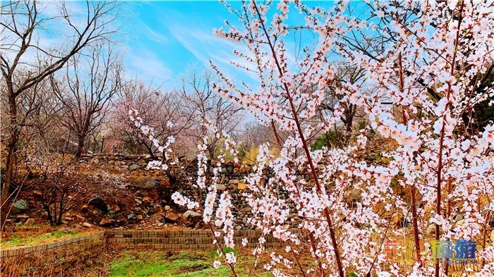 万亩桃花！北京这个地方已经美出天际了，假期去正好！