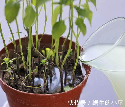 浇花|淘米水浇花有什么好处，掌握正确的方法非常关键