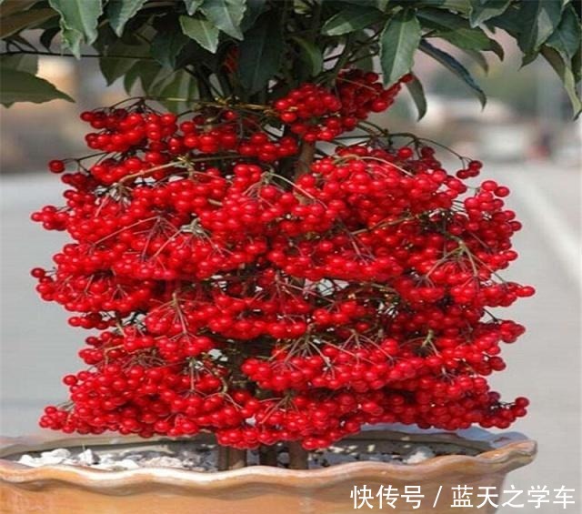 “价值”高的4种花，盆盆上千元，客厅养1盆，比啥花卉都强！