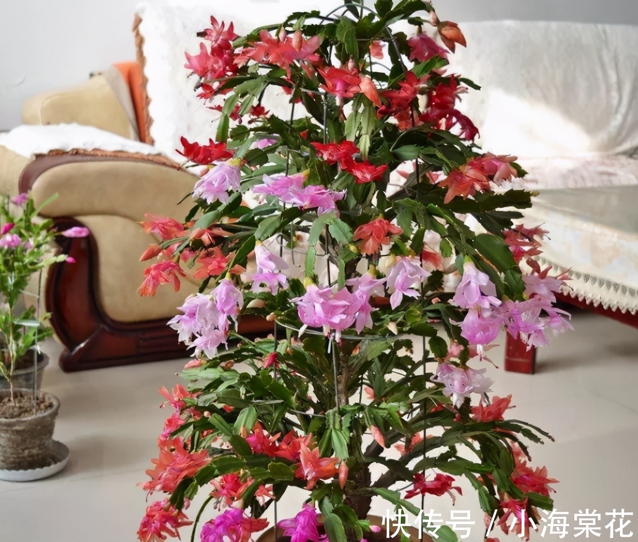 想嫁接蟹爪兰别等了,嫁接掌握4个“关键”,养到秋天枝繁叶茂