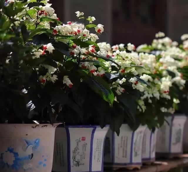 这花真奇特,开花似瑞龙吐珠,家里养几盆,典雅又大方