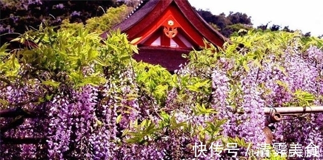 春暮|紫藤古诗七首:绶花空结紫藤高,紫藤花落午微风