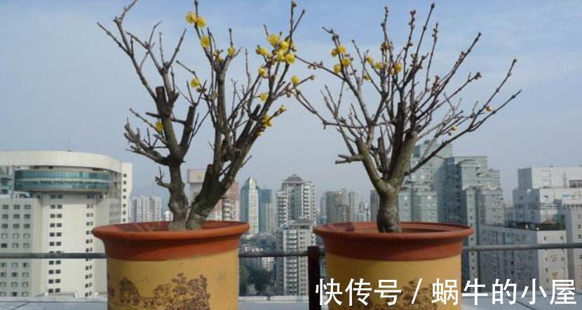 植物|都说养花该多修剪，但这3种植物，夏季剪多了反而不开花