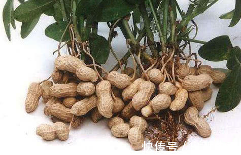 纳豆|终于发现天然的“溶栓王”,每天吃一点,血管通畅,预防血栓