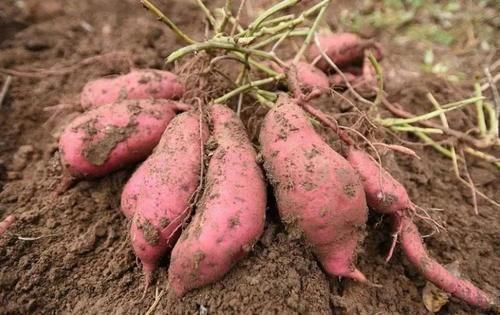 营养均衡|红薯尽量少吃，最好不吃，不要再忽略了，尤其是糖尿病患者