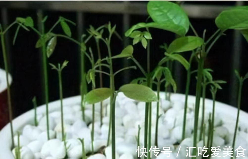 这3棵树买不起,偷偷截一段,埋下就能活,方便还实惠