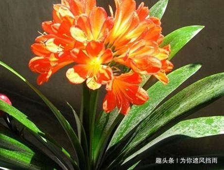 家养君子兰总是难开花养花高手教你轻松养到花开爆满盆