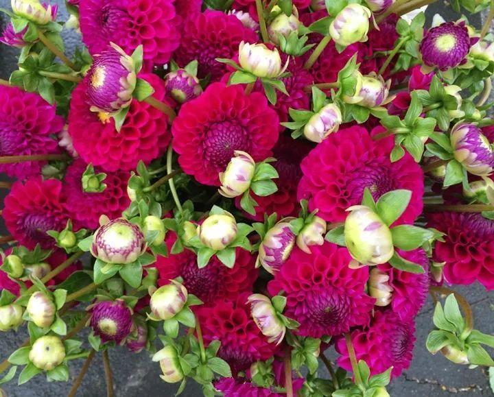 给花浇点“开花水”,花苞全都冒出来,比激素还管用!