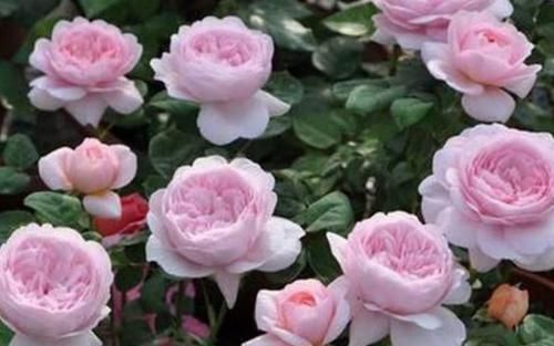  月季花|月季花剪几刀，一茬一茬开花，开的花都停不下来！