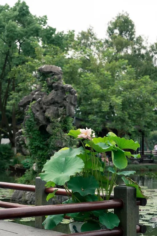 荷区|今年西湖荷花长势喜人，盛花期要来啦！最佳打卡地在→