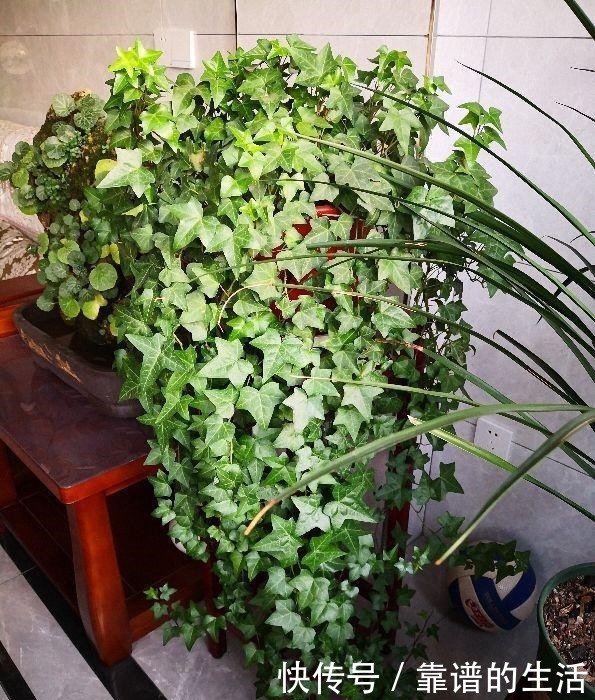 “10种”耐阴花，北阳台也能开花，现在养正是好时候！