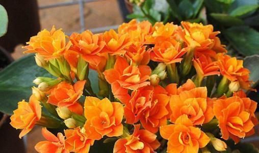 油绿|长寿花不开花,还容易黄叶,老花农教你4招,叶片油绿,花比叶多