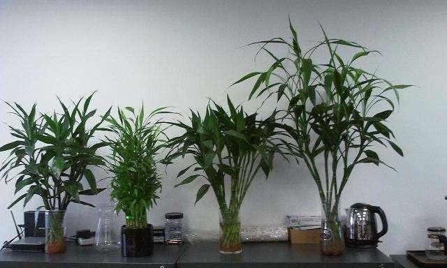 富贵竹养不好,扔个“药片”擦点“酒”,一根长2米,开花好兆头