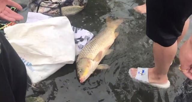 闸口|二十斤的鲤鱼、十几斤的翘嘴鱼“随便捡”石梁河关闸,鱼困浅滩