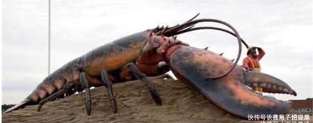 这只龙虾活了134年,受国家特赦免死,吃货只能干瞪眼