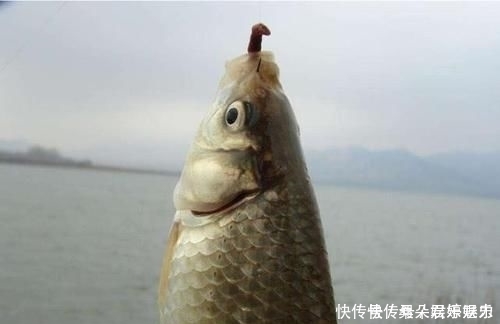 钓鱼遇到没口该怎么办学会这9招,鱼情变化再快也不怕了