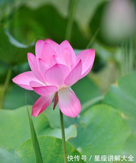 桃花朵朵|进入7月，4属相吉星照耀，桃花朵朵，爱情甜蜜，日子顺心