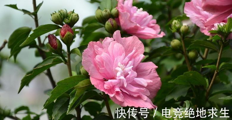 盆栽菊花怎么过冬呢，花农常做几个动作，让你来年花开不断