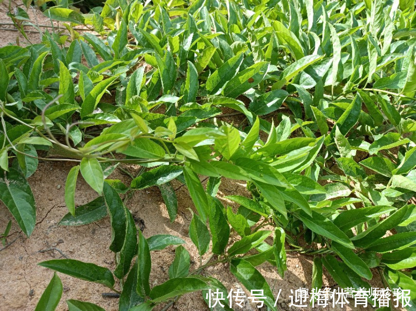 野生蔬菜|一种自带臭味的野菜，闻着臭，吃着香，名字不好听，作用却非常大