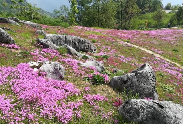 九寨沟|四川有处低调的景点，盛产中药材，紧靠九寨沟旅游环线东线