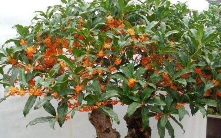 有钱人都养4种花,开花爆盆花期长,花大色艳真漂亮,谁养谁上瘾