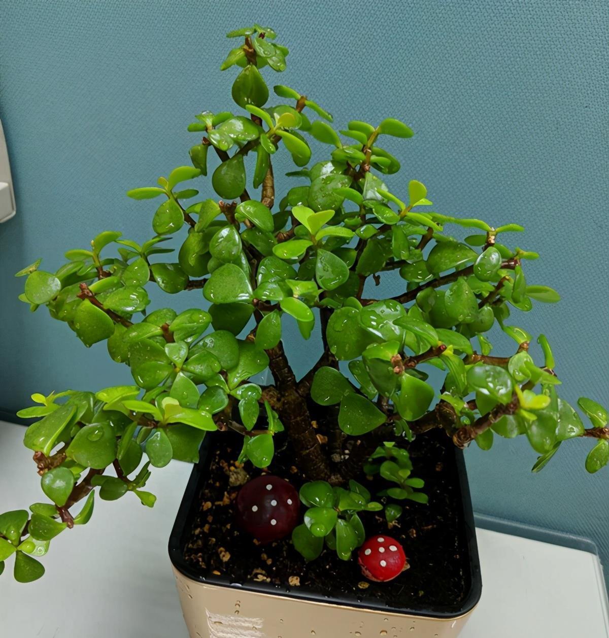 植株|马齿苋树的老桩养成之路,根据发生时间的不同,3种不同修剪方法