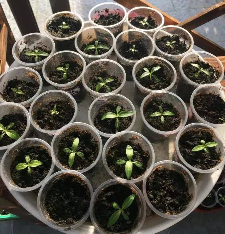 长春花长春花|这3种花,开始春播了,7天破土,很快开成花海洋