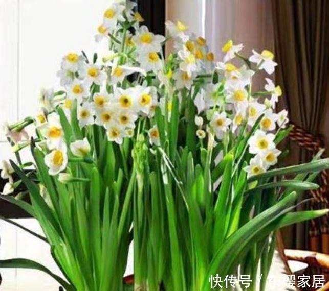 4花卉美翻天,花期长又好养,养上一盆四季欣赏