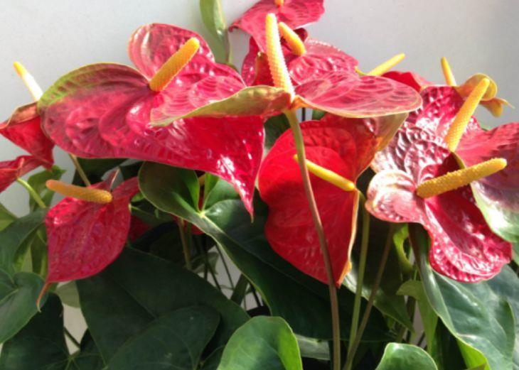 超好看的4种花,养护很容易,全年都开花,花量超大的