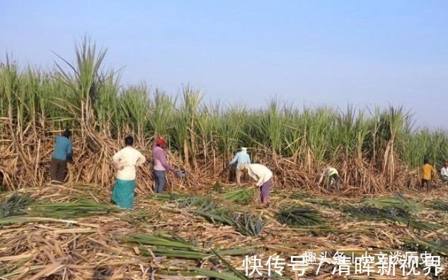 老板|印度无子宫妇女村,为了满足老板含泪摘除子宫,最小的只有20岁!