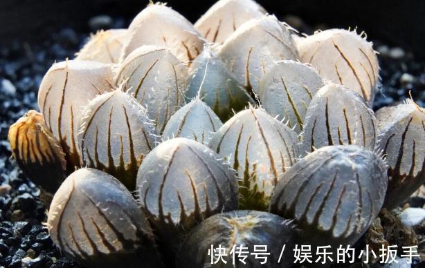 多肉过冬有“5怕”,避开了,零下五度冻不死,还能越冻越美丽