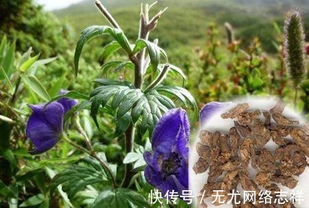 鹤顶红$中国古代九大毒药,只识一味“鸩”,了解其余八种以后穿越不吃亏