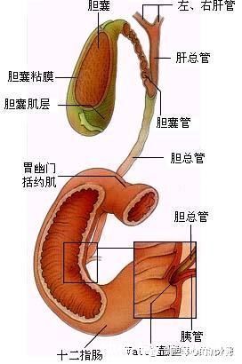 怎么回事|胆囊腺肌症是怎么回事，是肿瘤吗？