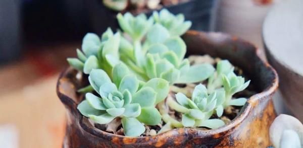 新人养花浇水，没掌握正确方法，别浇这3样“水”