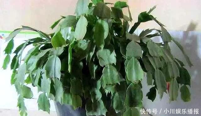 蟹爪兰发出这个“信号”,一定不要忽视,是在提醒你