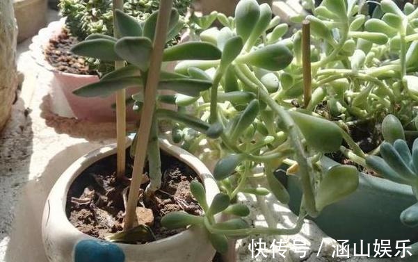 徒长|多肉徒长、叶片又肥又大该怎么解决2步操作,让它过夏就变美