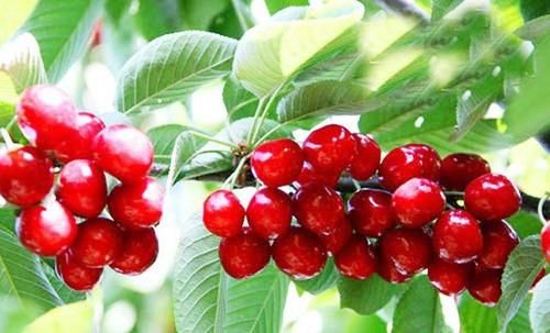 紫苏醇|想肌肤细腻，平时坚持吃的食物，气色红润，改善肤质，预防衰老