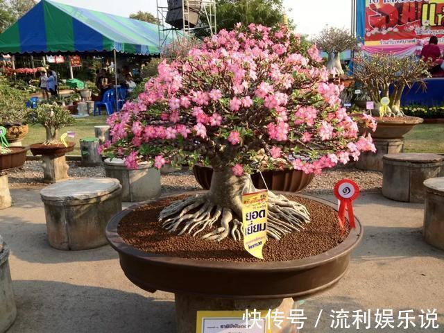 招财旺运|家里4种花,就要饿着养,盆小少浇水,反而长得好!