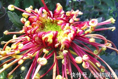 喜欢菊花,不如养盆“菊中珍品”花芳菊,似彩凤飘舞,绚丽多姿!