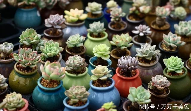 多肉饿着养,个个土肥圆,越矮越小越值钱