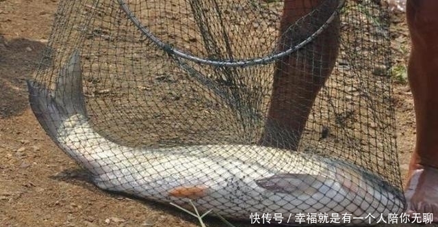 确认过眼神,草鱼只需按我说的钓,天气再冷也照样狂拔,莫忽视