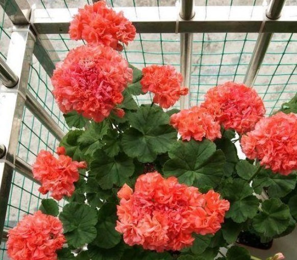 怎么养护盆栽天竺葵,学会4个小方法,一年四季都赏花,轻松爆盆